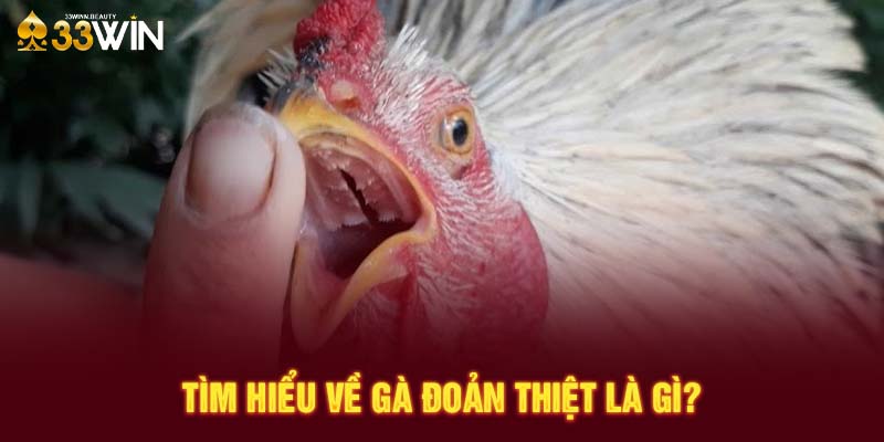 Tìm hiểu về gà đoản thiệt là gì?