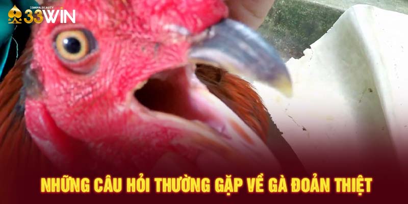 Những câu hỏi thường gặp về gà đoản thiệt