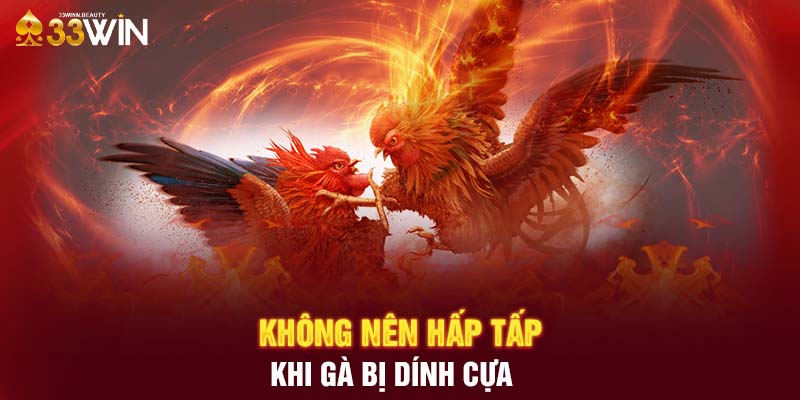 Không nên hấp tấp khi gà bị dính cựa