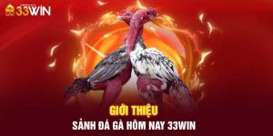 Giới thiệu sảnh đá gà hôm nay 33WIN